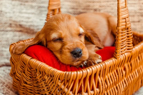 il piccolo cane che dorme nel cubby scaled e1679677468865
