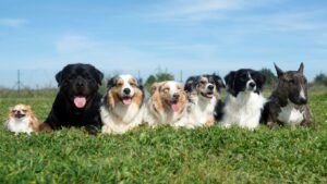 Ebook ufficiale linguaggio dei cani cinofila di super animali