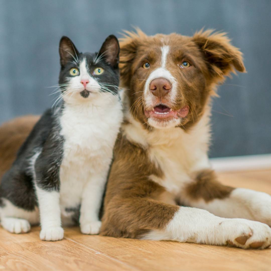 Immagine di Cani e Gatti
